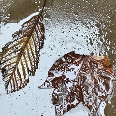 Leaves that fall and fade