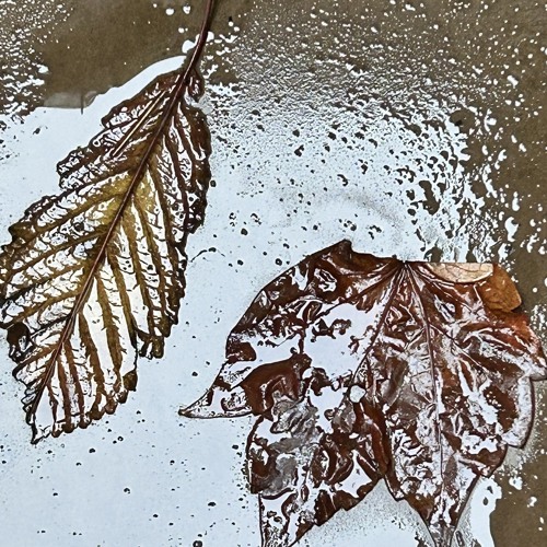 Leaves that fall and fade