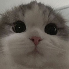 You look like a cat 😸 // Ты похож на кота)))