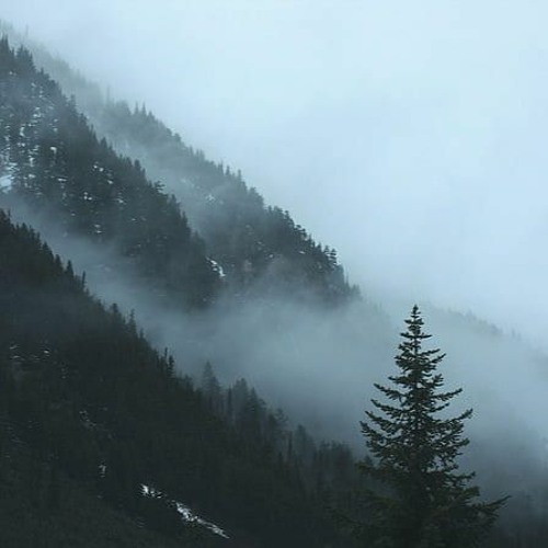 The Forest