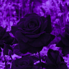 I do whatever ! want (sped up)