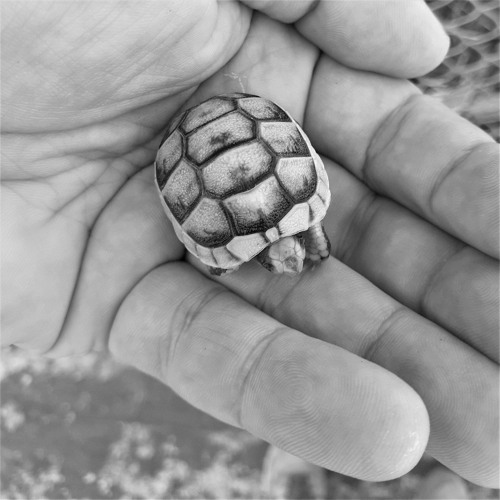 Echei Kinisi 004 w/ Marius Mathiszik (16.11.23)