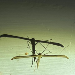 Inner Body