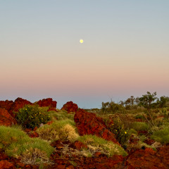 What Tribe Is This? ~a journey through bass and rhythm~