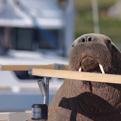 Wally The Walrus Interview And Song