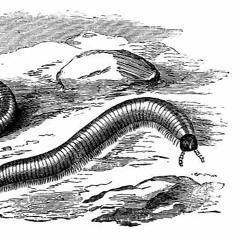 Return Of The Millipede World-Eater