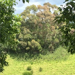 Greener on the other side (prod. goonyears)