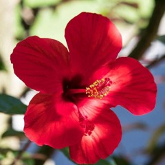 Hibiscus Sucré