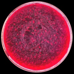 PREMIERE: Gresil - Mutation Blooding EP (Tremsix 040)