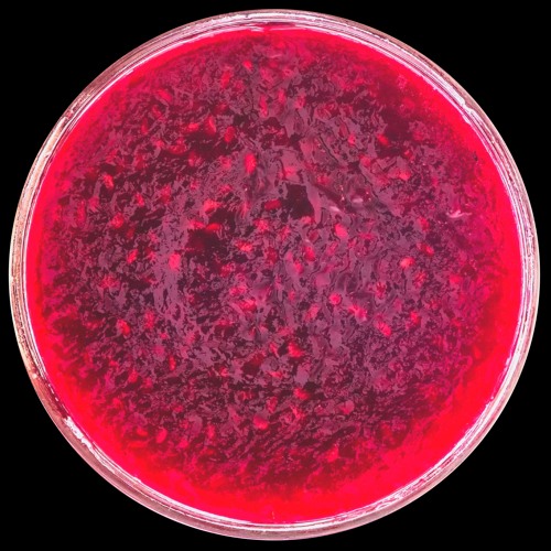 PREMIERE: Gresil - Mutation Blooding EP (Tremsix 040)