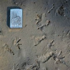Frog Hopping Along the Cave