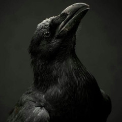 The Raven ( Prod. Marow )