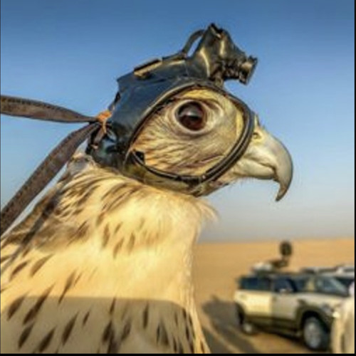 ‎⁨شيلات مكس⁩