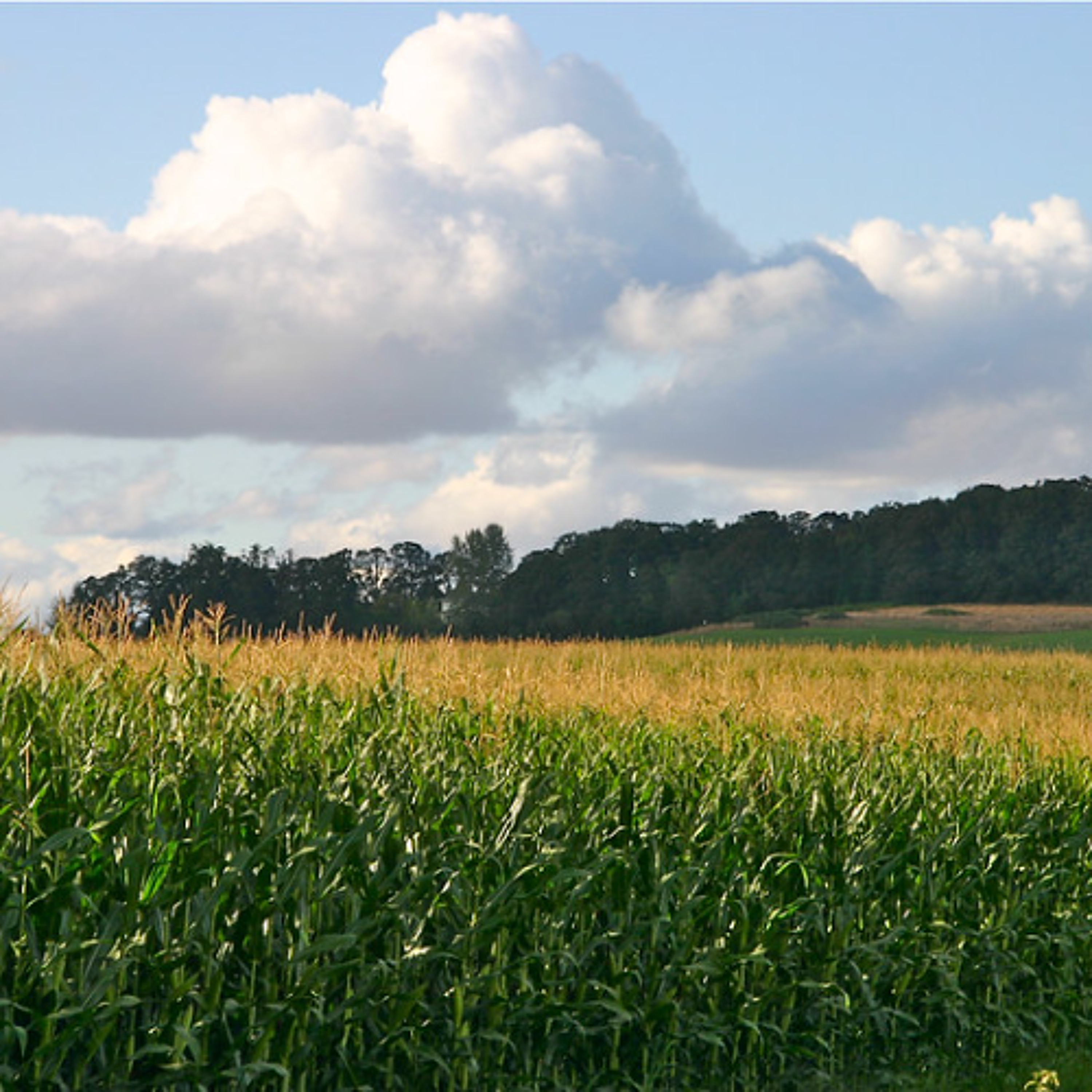 Amid foodflation, American farmers are also going hungry