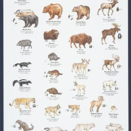 [Download] EPUB 💕 Mac's Field Guides: North American Land Mammals (Mac's Guides (Pap