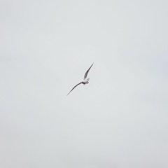 Mepheus (Short Version)