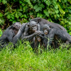 בונובו ללא גבולות