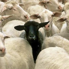 black sheep - metric / solaria (cover)