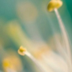 Inal (FESTWAY ELBRUS Live Set)