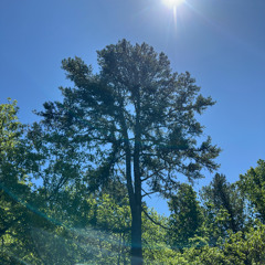 Soar in (prod. sogimura)