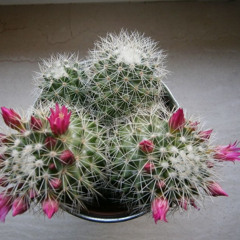A Glass Cactus