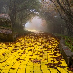 FOLLOW THE YELLOW BRICK ROAD