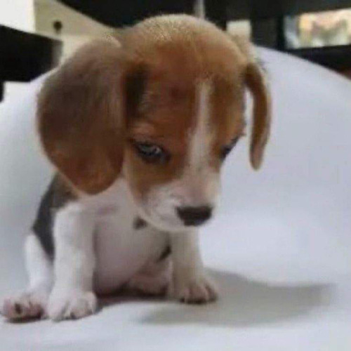 Love Like Joji - EREN ( Visualizer By Jotfiles )