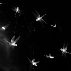 Firework and Fireflies