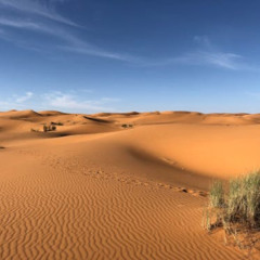 wild willy's final stand