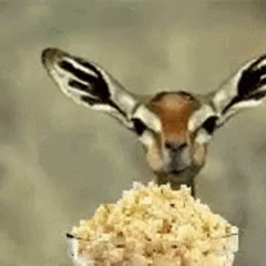 My pop corns jopping