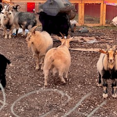 the devil in the morning