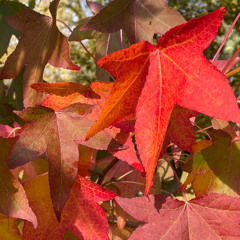 Liquid Amber ( Liquidambar styraciflua)
