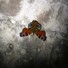 The multi-element defence strategy employed by Peacock butterflies Aglais io