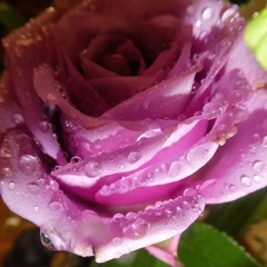 One Child, One Rose