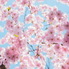 Spring garden