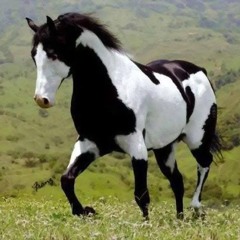 Morning time Comanche sings