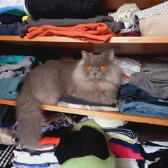 Sweely - Where Did You Get That Stuff