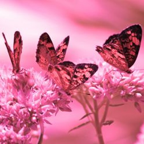BUTTERFLIES