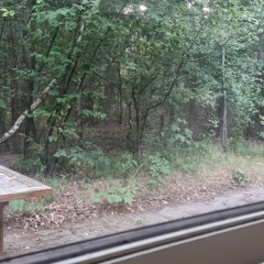 Gehuil en geblaf wolven Noord Veluwe 2e ochtend 19 juli 2022