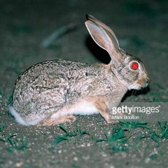 Jackrabbits.m4a