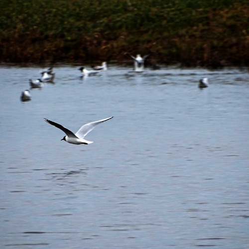 200319 10:58 Black-Headed Gull