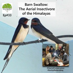Barn Swallow-The Aerial Insectivore of the Himalayas: Dr Suresh Kumar & Amarjeet Kaur Ep #33