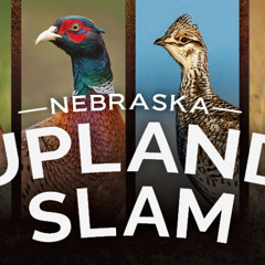 North American Model & NE Upland Slam
