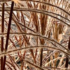 Go Stop get wait stop