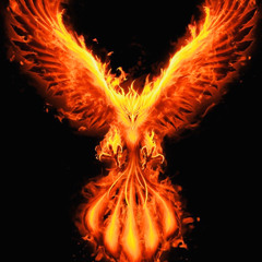 (Bird Burned)-Product Entry