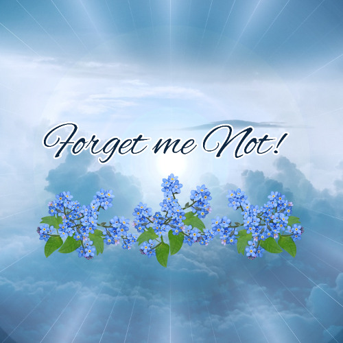 Forget Me Not