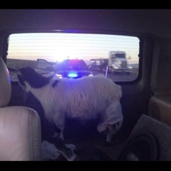 DIRTROADVIBE$ Ft. WANZ, 505DUZZ, CozyboyAlan