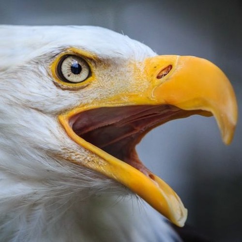 Eagle Watch