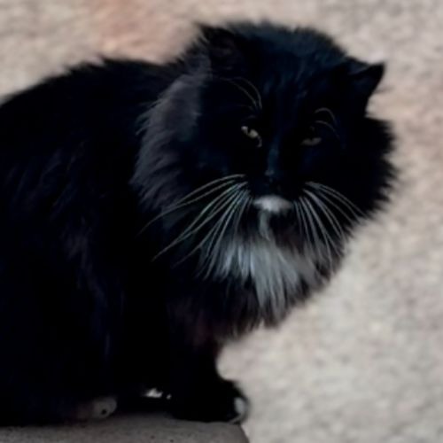 No Mates Ensemble - All The Dogs You Ever Loved Will Be Waiting 4 U... (Senglar Gat RMX)