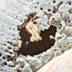 does_she_shut_up.mp3